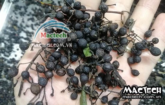 Hạt màng tang sấy bị mất màu, nguyên nhân và cách xử lý