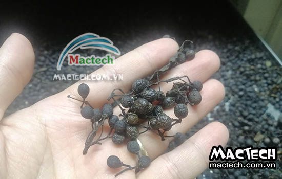 Cách sấy hạt màng tang sử dụng máy sấy Mactech