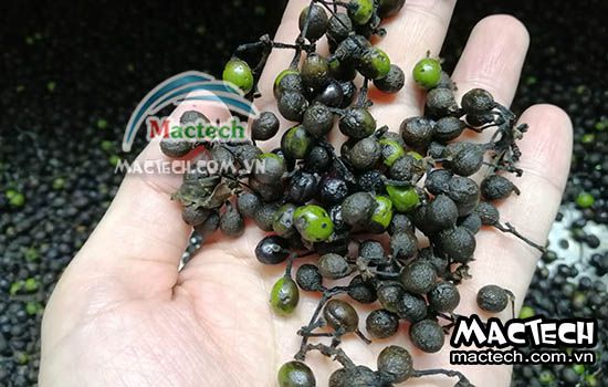 Hạt màng tang sấy bị mất màu, nguyên nhân và cách xử lý