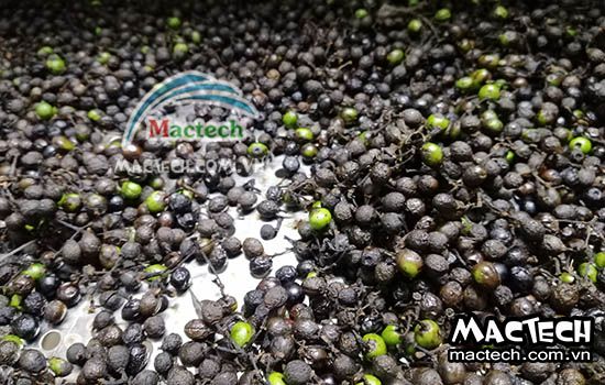 Cách sấy hạt màng tang sử dụng máy sấy Mactech