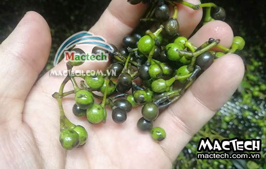 Nhiệt độ sấy hạt màng tang sử dụng máy sấy nhiệt, sấy lạnh, thăng hoa