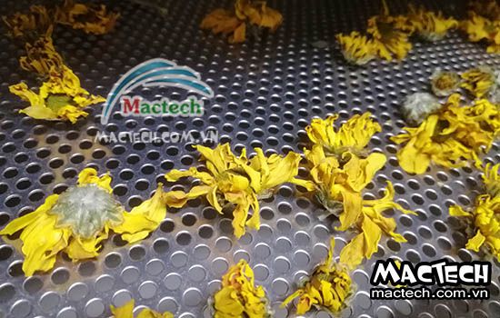 Nhiệt độ sấy hoa cúc bằng máy sấy Mactech cho hiệu quả cao