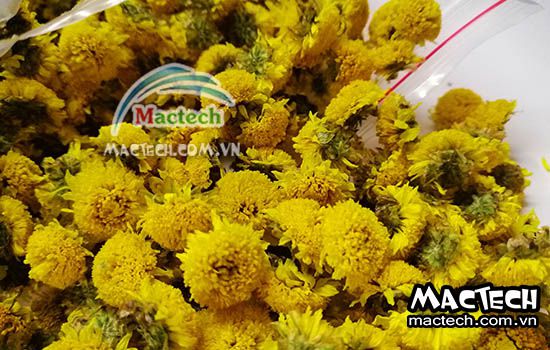 Cách sấy hoa cúc làm trà sử dụng máy sấy đa năng Mactech