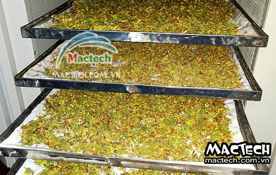 Cách sấy khô hoa đu đủ bằng máy sấy nhiệt, máy sấy lạnh Mactech