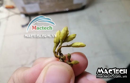 Máy sấy nhiệt hoa đủ đủ Mactech, sấy khô nhanh giữ màu đẹp