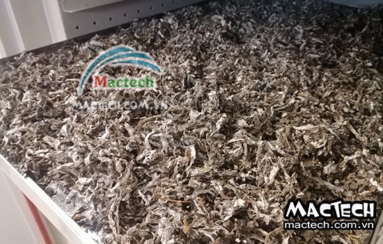 Lá gai có nên sấy thăng hoa hay không, lời khuyên từ Mactech