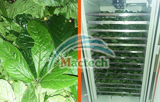 Máy sấy thuốc nam Mactech