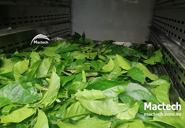 Máy sấy lá xạ đen Mactech