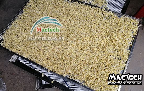 Máy sấy mầm đậu nành Mactech, sấy khô giòn để nghiền bột