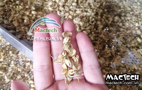 Cách sấy mầm đậu nành sử dụng máy sấy Mactech cho hiệu quả cao