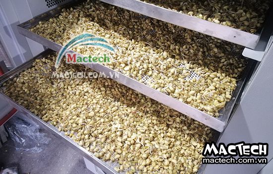Cách sấy mầm đậu nành sử dụng máy sấy Mactech cho hiệu quả cao