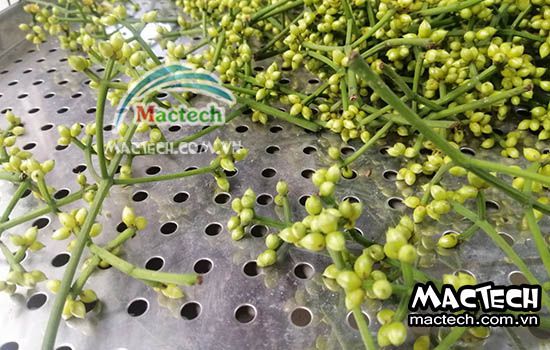 Nụ vối sấy thăng hoa, sấy giữ màu xanh của nụ vối