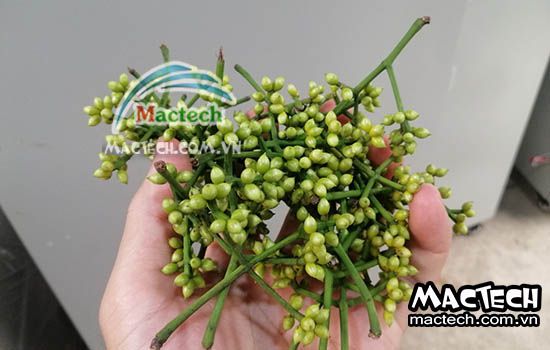 Nụ vối sấy thăng hoa, sấy giữ màu xanh của nụ vối