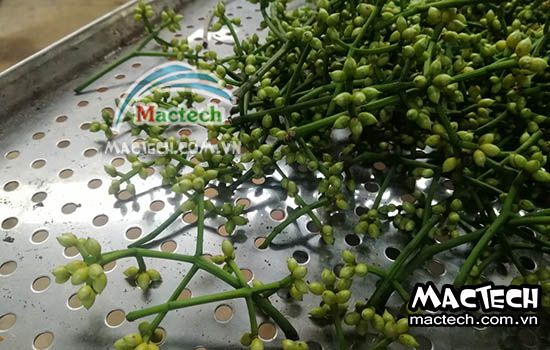 Nụ vối sấy thăng hoa, sấy giữ màu xanh của nụ vối