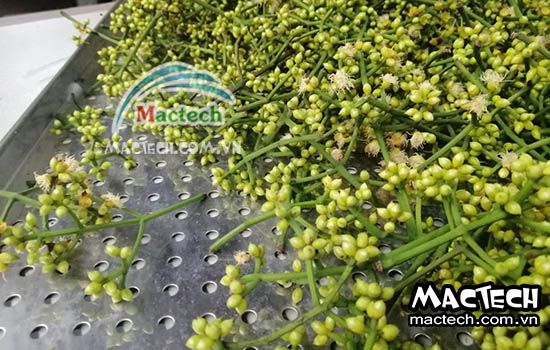 Nhiệt độ sấy nụ vối bằng máy sấy nhiệt và máy sấy lạnh