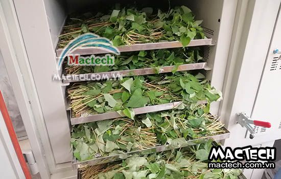 Cách sấy rau diếp cá