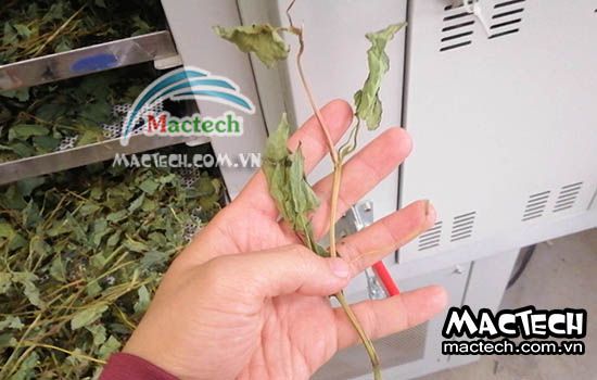 Cách sấy khô rau diếp cá sử dụng máy sấy Mactech cho hiệu quả cao