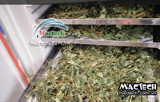 Cách sấy khô rau diếp cá sử dụng máy sấy Mactech cho hiệu quả cao