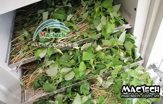 Thời gian sấy rau diếp cá bao lâu thì khô, 2 tiếng hay 12 tiếng