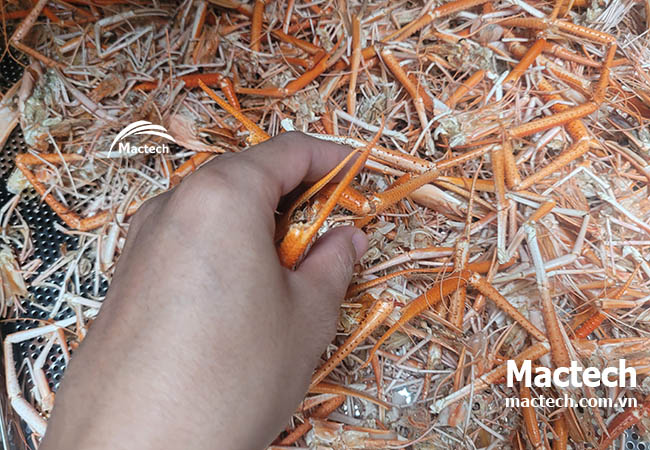 Máy sấy vỏ tôm làm bột tôm Mactech