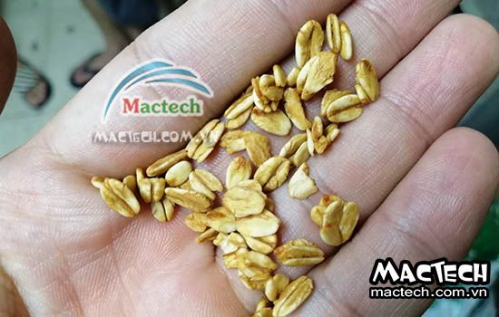 Thời gian rang sấy yến mạch bằng máy sấy nhiệt độ cao Mactech