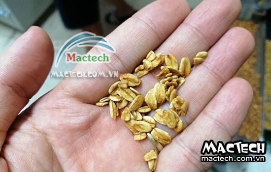 Nhiệt độ rang sấy yến mạch bằng máy sấy nhiệt độ cao Mactech