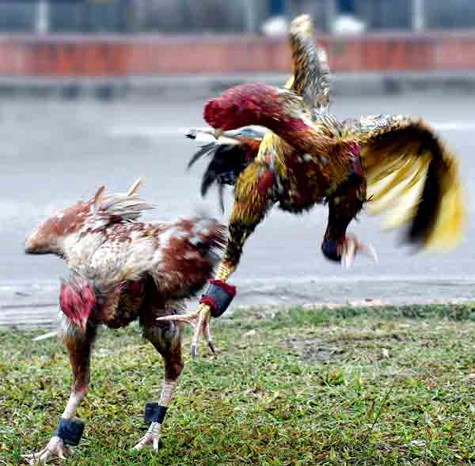 gà chọi