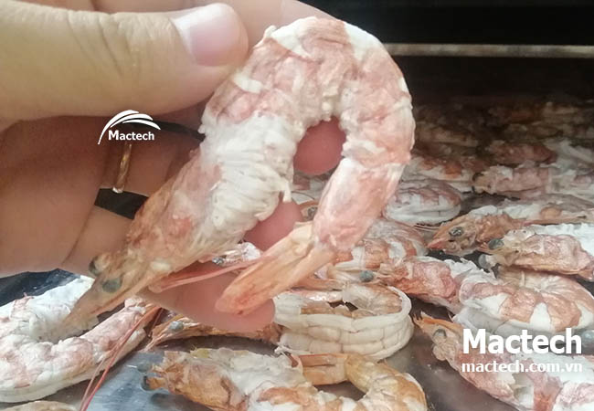 Máy sấy thăng hoa tôm Mactech