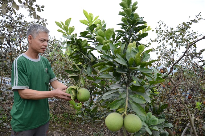 trồng bưởi trái phép