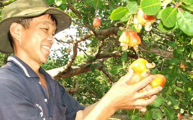 trồng điều