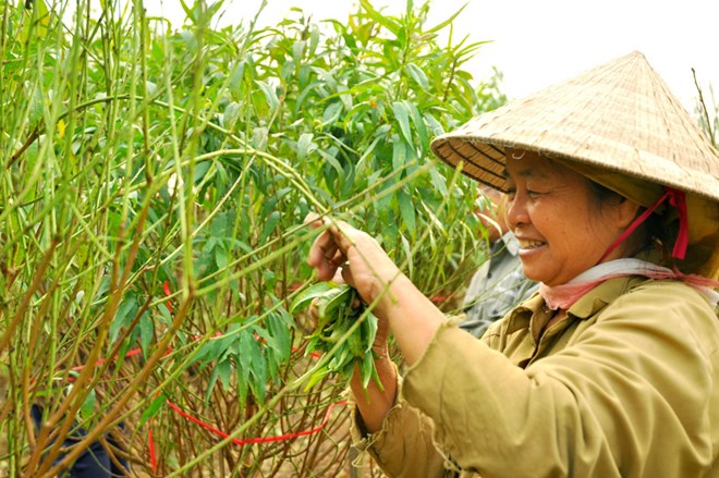 Người dân đang tuốt lá cho đào