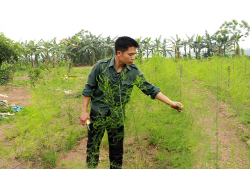 Mô hình trồng măng tây hữu cơ ở xã Đồng Phong  Đài Phát thanh và Truyền  hình Ninh Bình