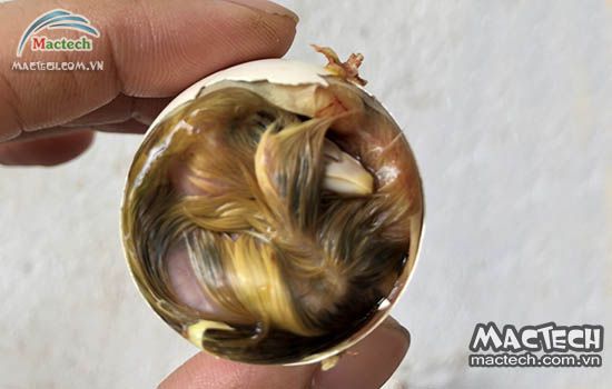 Trứng ấp bằng máy mổ vỏ không nở được, xử lý thế nào
