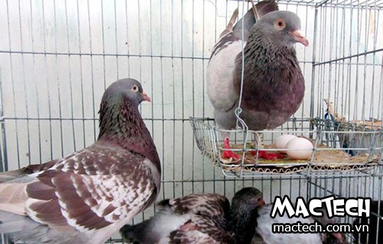 Trứng bồ câu và những điều bạn cần biết về loại trứng này