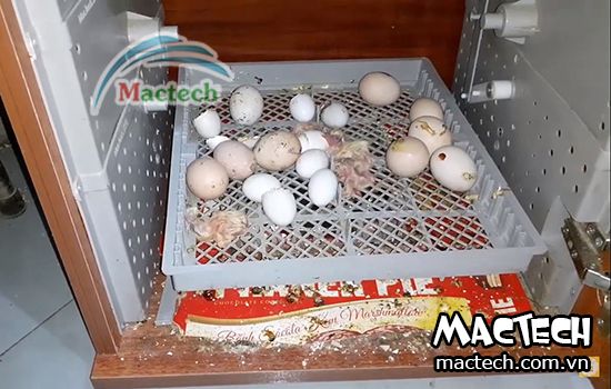 thiết kế máy ấp trứng gia cầm