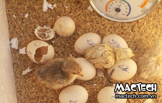 Cấu tạo máy ấp trứng thùng xốp