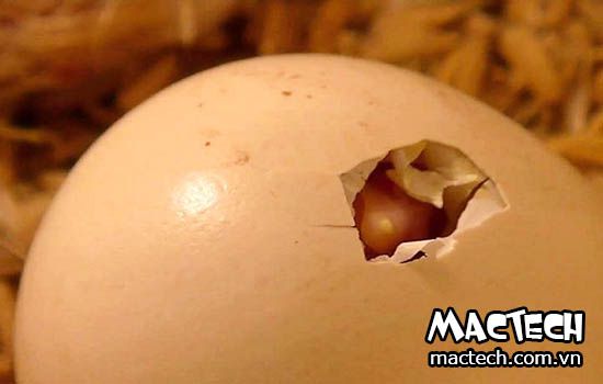 Trứng gà ấp bị chết phôi, nguyên nhân và hướng khắc phục