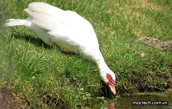 Kỹ thuật ấp trứng ngan bằng máy ấp trứng Mactech