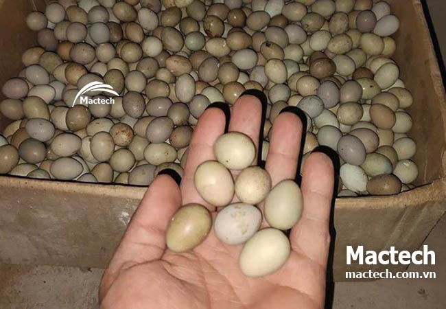 Máy ấp trứng gà Rutin Mactech, ấp đa kỳ tỉ lệ nở cao