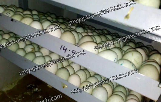 Các loại khay trứng trên máy ấp trứng cỡ lớn Mactech