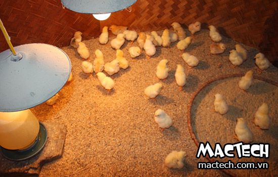 Úm gà con trong bao lâu thì thả chuồng được