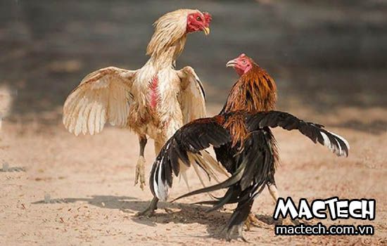Thuốc B1 cho gà có tác dụng gì? Vitamin B1 cho gà là loại nào