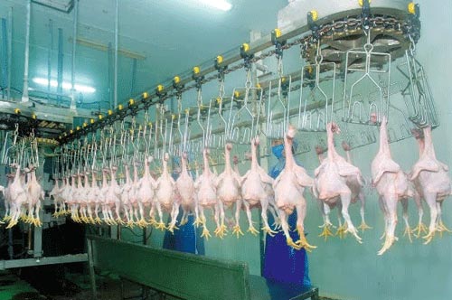 thịt gà xuất khẩu sang nhật bản