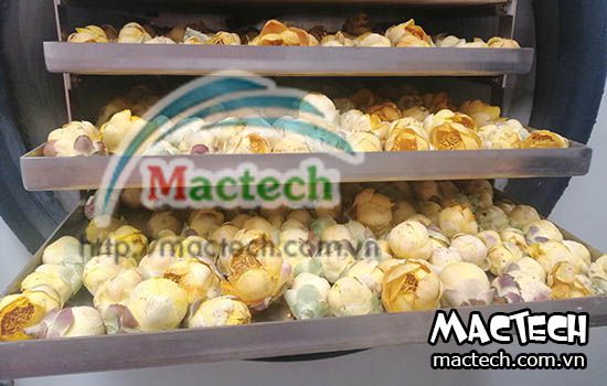 Máy sấy thăng hoa 20kg MST200 Mactech