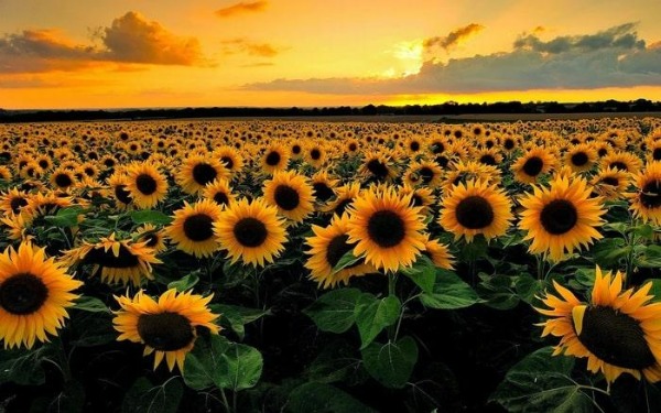 Loài hoa cuốn hút ánh nhìn - Hoa hướng dương có ý nghĩa gì đặc biệt?