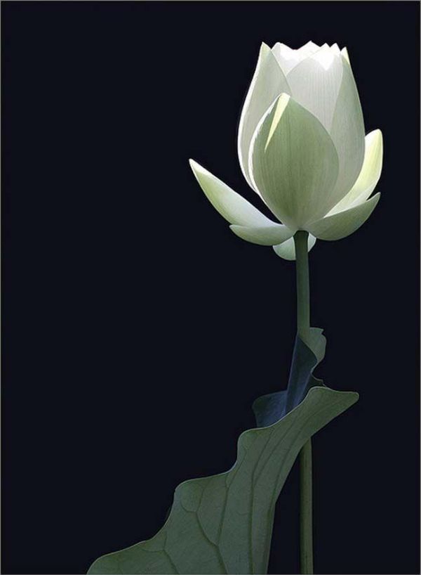 Hoa sen trắng đám tang thành kính phân ưu cùng gia quyến