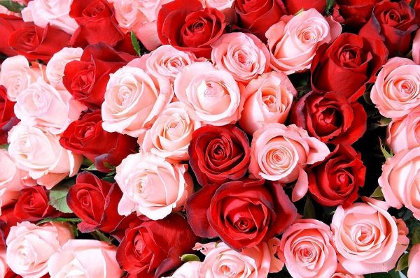 Ý nghĩa các loài hoa dành tặng thầy cô nhân ngày 20/11