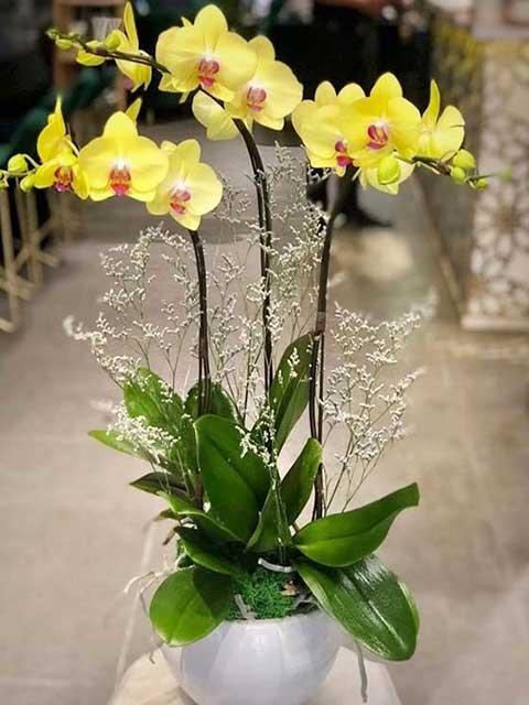 Lan hồ điệp vàng – vẻ đẹp thanh tao mong muốn cuộc sống ấm no, tốt đẹp