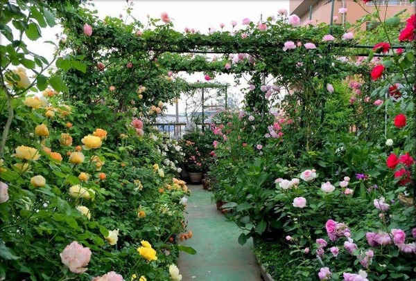 Một nét đẹp thơ mộng từ khu vườn hoa hồng khiến bao quý cô say đắm