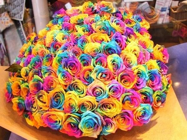 Rực rỡ và tuyệt đẹp đó là những gì dùng để miêu tả hồng 7 sắc cầu vồng